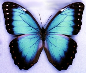 Estudio Sobre Mariposas Relaciona El Cambio Climtico A Las Actividades Humanas