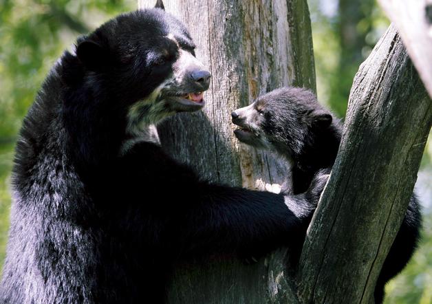 Caza furtiva y pérdida de hábitat amenazan supervivencia de Oso Andino