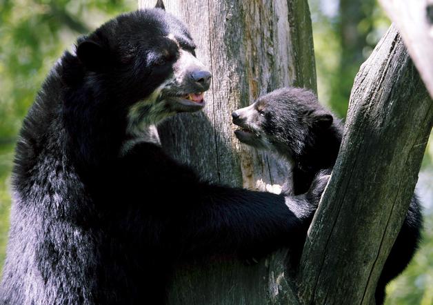 Caza furtiva y prdida de hbitat amenazan supervivencia de Oso Andino