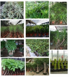 Ecotips  Coloca Plantas Para Purificar El Aire
