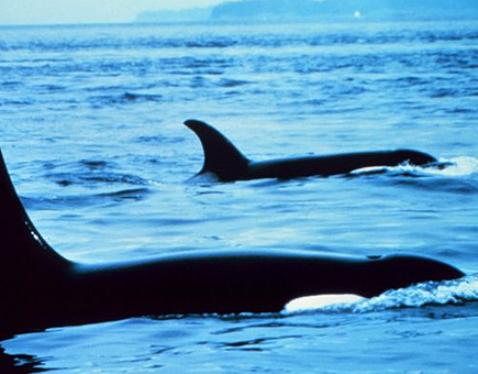 Orcas atacan a las cras de una ballena jorobada