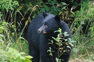 Hibernacin de osos podra tener la clave para viajes espaciales largos