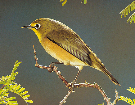 Los caracoles consiguen sobrevivir luego de ser engullidos por los pjaros