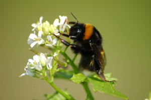 Nios de 8 aos publican estudio sobre abejas en revista cientfica