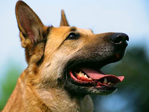 Pueden los perros leernos la mente?