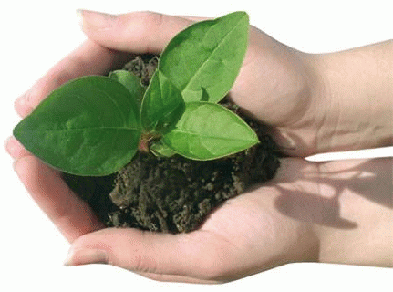 Restauracin ecolgica